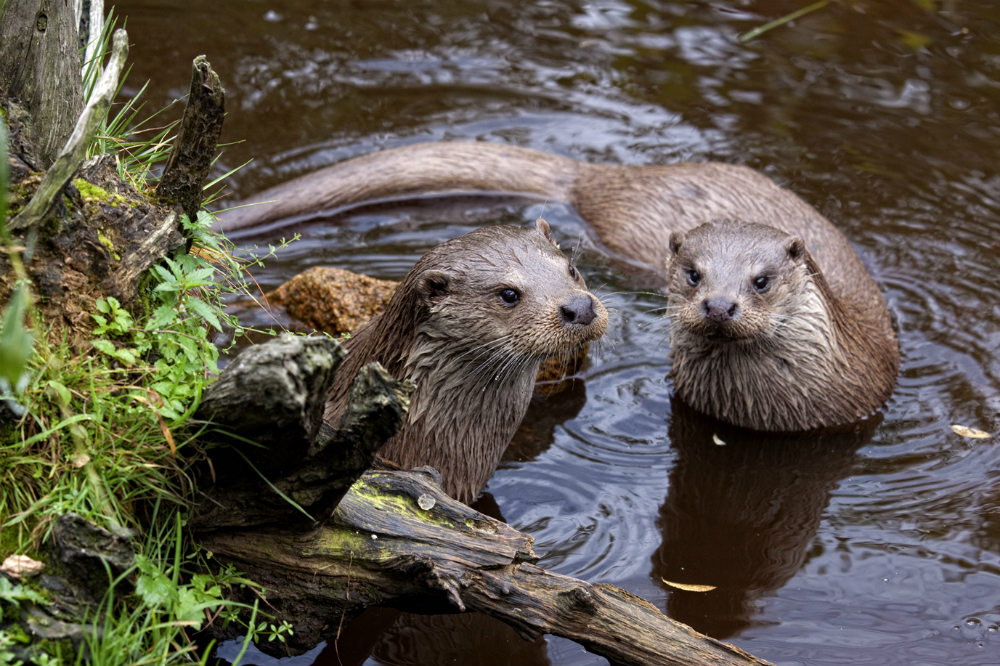 Ausflug mit Kindern: Fischotter im UnterWasserReich - Naturpark Hochmoor - Unterwasserreich Schrems