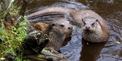 Ausflug mit Kindern - Ausflugsziel ist: ein Tierpark - Reingers - Fischotter im UnterWasserReich - Naturpark Hochmoor - Unterwasserreich Schrems
