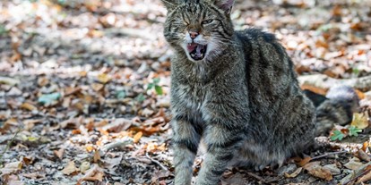 Ausflug mit Kindern - Themenschwerpunkt: Bewegung - Messern - Eine kleine Sensation ist die Rückkehr der extrem scheuen Wildkatze, die 2007 erstmals seit über 30 Jahren im Nationalpark für Österreich wieder nachgewiesen werden konnte. - Nationalpark Thayatal