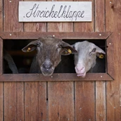 Destination - Schafe, Streichelzoo - Reit- und Wildpark Weil