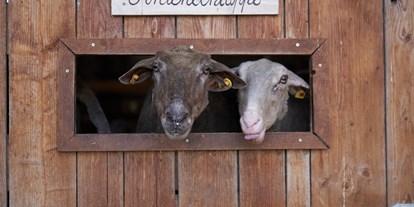 Ausflug mit Kindern - Witterung: Schönwetter - Gilching - Schafe, Streichelzoo - Reit- und Wildpark Weil