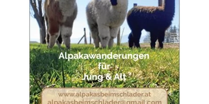 Ausflug mit Kindern - Witterung: Schönwetter - Schmiding - Vorderseite Flyer - Alpakawanderung mit der ganzen Familie