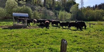 Ausflug mit Kindern - Groß - Die Bio-Angus Rinder auf der Weide - Gallien - Die Erlebniswelt im Waldviertel