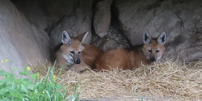 Ausflug mit Kindern - Umgebungsschwerpunkt: Stadt - Sankt Leonhard (Grödig) - Mähnenwolf - Zoo Salzburg Hellbrunn