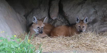 Ausflug mit Kindern - Ausflugsziel ist: ein Tierpark - Mähnenwolf - Zoo Salzburg Hellbrunn