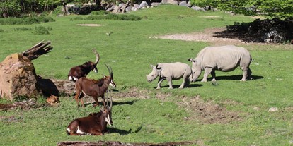 Ausflug mit Kindern - Ausflugsziel ist: ein Tierpark - Breitmaulnashorn und Rappenantilope - Zoo Salzburg Hellbrunn