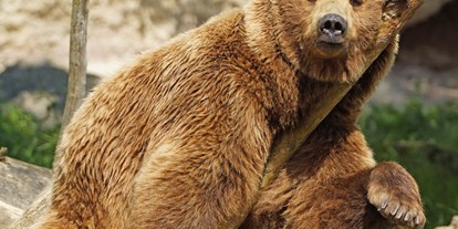 Ausflug mit Kindern - Ausflugsziel ist: ein Tierpark - Braunbär Aragon - Zoo Salzburg Hellbrunn