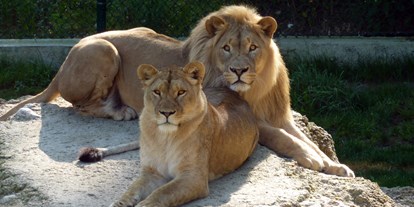 Ausflug mit Kindern - Ausflugsziel ist: ein Tierpark - Löwenpaar Eisi & Nala - Zoo Salzburg Hellbrunn