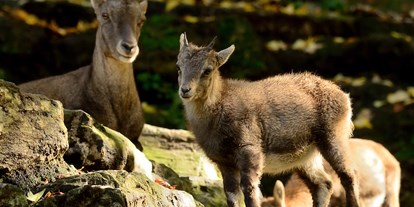Ausflug mit Kindern - Witterung: Kälte - Salzburg-Stadt Salzburg - Steinböcke - Zoo Salzburg Hellbrunn