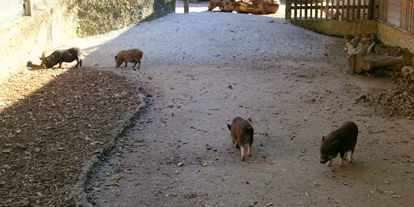Ausflug mit Kindern - Ausflugsziel ist: ein Tierpark - Sankt Leonhard (Grödig) - Zoo Salzburg Hellbrunn