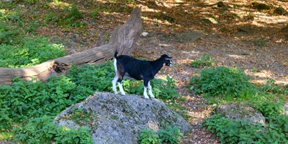 Ausflug mit Kindern - Preisniveau: moderat - Sankt Leonhard (Grödig) - Zoo Salzburg Hellbrunn