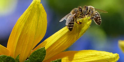 Ausflug mit Kindern - Alter der Kinder: 2 bis 4 Jahre - Sankt Leonhard (Grödig) - Bienenführung