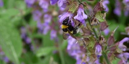Ausflug mit Kindern - Stierva - Wie gestalte ich meinen Garten insektenfreundlich?
