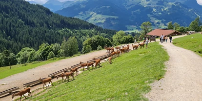 Trip with children - Tiroler Unterland - Wildpark Aurach