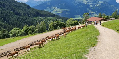 Ausflug mit Kindern - Umgebungsschwerpunkt: Land - PLZ 5724 (Österreich) - Wildpark Aurach