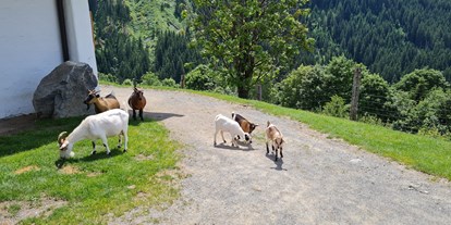 Ausflug mit Kindern - Themenschwerpunkt: Tiere - Hallenstein - Wildpark Aurach
