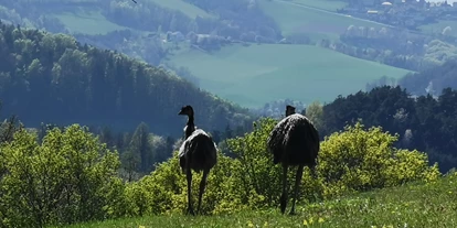 Ausflug mit Kindern - Schulausflug - Stübegg - Emus - Archäologisches Freilichtmuseum, Aussichtsturm und das Turmcafé