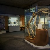 Ausflugsziel - Naturhistorisches Museum