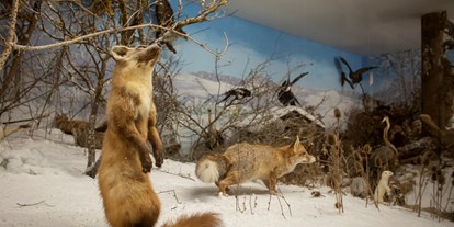Ausflug mit Kindern - Böhmfeld - Einblick Museum - Altmühltaler Tiererlebniswelt