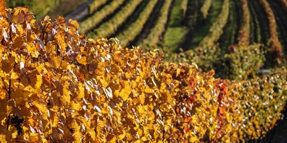 Ausflug mit Kindern - Themen in der Region: Segeln - Österreich - Weingärten im Seewinkel - Neusiedler See