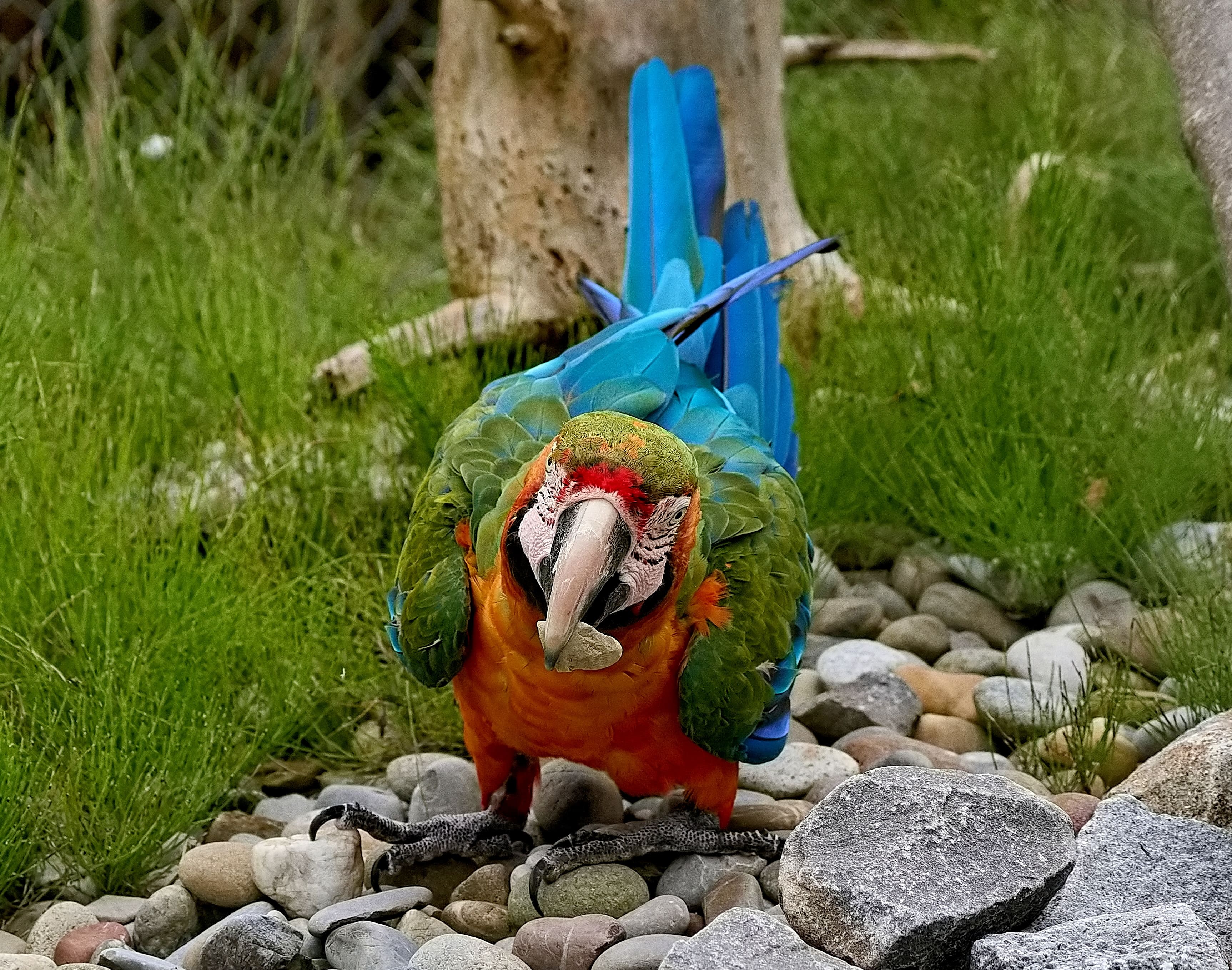 Ausflugsziel - Die PapageienWelt Vogelpark Ambigua
