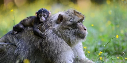 Ausflug mit Kindern - Themenschwerpunkt: Tiere - Deutschland - Affenberg Salem