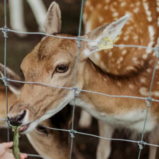 Ausflugsziel - Tierpark Neuhaus-Niederwaldkirchen