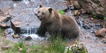 Ausflug mit Kindern - Themenschwerpunkt: Tiere - PLZ 77784 (Deutschland) - Alternativer Wolf- und Bärenpark