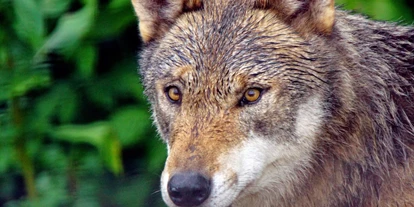 Ausflug mit Kindern - Ausflugsziel ist: ein Tierpark - Deutschland - Alternativer Wolf- und Bärenpark