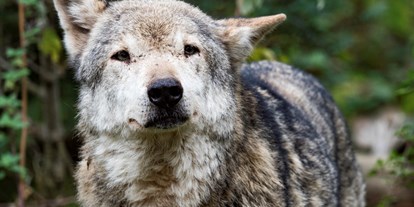 Ausflug mit Kindern - Schiltach - Alternativer Wolf- und Bärenpark