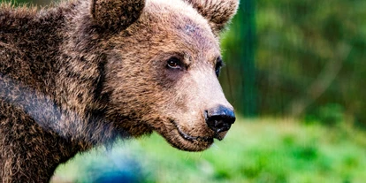 Ausflug mit Kindern - Loßburg - Alternativer Wolf- und Bärenpark