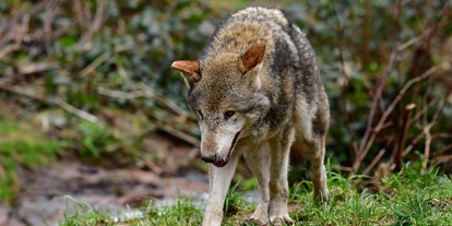 Ausflug mit Kindern - Witterung: Schnee - Baden-Württemberg - Alternativer Wolf- und Bärenpark