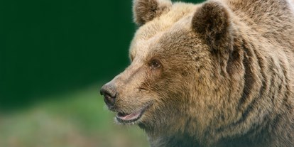 Ausflug mit Kindern - Oppenau - Alternativer Wolf- und Bärenpark