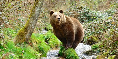 Ausflug mit Kindern - Alter der Kinder: 4 bis 6 Jahre - PLZ 77723 (Deutschland) - Alternativer Wolf- und Bärenpark