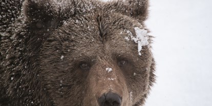 Ausflug mit Kindern - Witterung: Kälte - PLZ 77761 (Deutschland) - Alternativer Wolf- und Bärenpark
