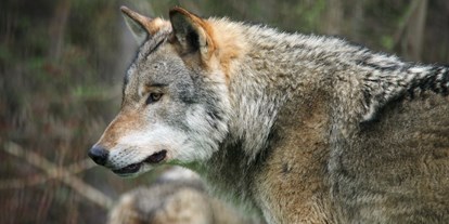 Ausflug mit Kindern - Witterung: Regenwetter - PLZ 77654 (Deutschland) - Alternativer Wolf- und Bärenpark