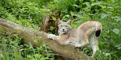 Ausflug mit Kindern - Witterung: Wind - Baden-Württemberg - Alternativer Wolf- und Bärenpark
