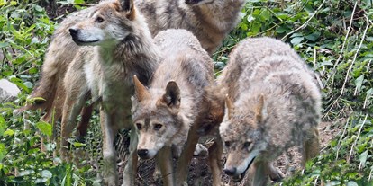Ausflug mit Kindern - Ottenhöfen im Schwarzwald - Alternativer Wolf- und Bärenpark