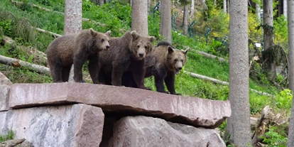 Ausflug mit Kindern - Loßburg - Alternativer Wolf- und Bärenpark