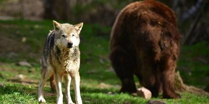 Ausflug mit Kindern - Haslach im Kinzigtal - Alternativer Wolf- und Bärenpark