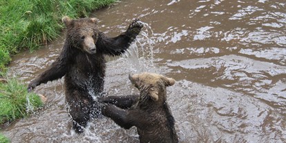 Ausflug mit Kindern - Alter der Kinder: über 10 Jahre - Hausach - Alternativer Wolf- und Bärenpark