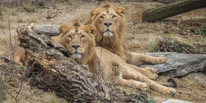 Ausflug mit Kindern - Alter der Kinder: über 10 Jahre - PLZ 71229 (Deutschland) - Das Brüderpaar Kajal und Shapur gehört zu den extrem seltenen Asiatischen Löwen, von denen es nur noch rund 400 auf der Welt gibt. - Wilhelma - Zoologisch-Botanischer Garten Stuttgart