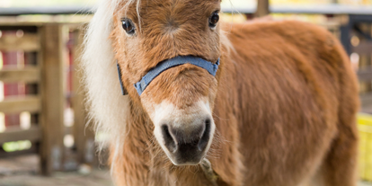 Ausflug mit Kindern - PLZ 89150 (Deutschland) - Symbolbild für Ausflugsziel Pony- und Märchenpark Zwergental. Keine korrekte oder ähnlich Darstellung! - Pony- und Märchenpark Zwergental