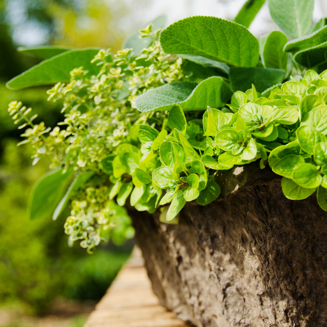 Ausflugsziel - Symbolbild für Ausflugsziel Gutedelgarten. Keine korrekte oder ähnlich Darstellung! - Gutedelgarten