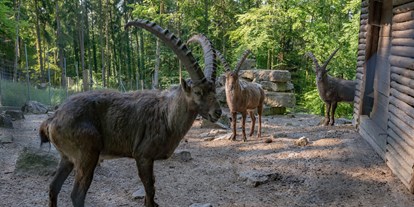 Ausflug mit Kindern - Themenschwerpunkt: Tiere - PLZ 79862 (Deutschland) - Steinböcke im Wildgehege Waldshut - Wildgehege Waldshut