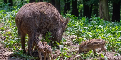 Ausflug mit Kindern - Umgebungsschwerpunkt: Wald - Bad Säckingen - Wildschwein mit Frischlingen - Wildgehege Waldshut