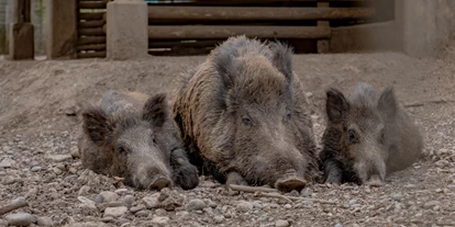 Ausflug mit Kindern - Umgebungsschwerpunkt: Wald - Bad Säckingen - Wildschweine machen Pause - Wildgehege Waldshut