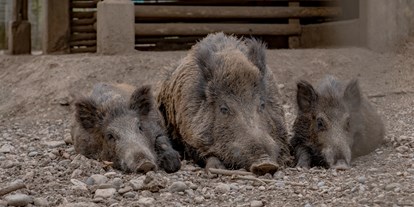 Ausflug mit Kindern - Witterung: Bewölkt - PLZ 79848 (Deutschland) - Wildschweine machen Pause - Wildgehege Waldshut