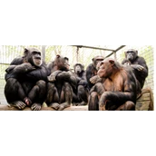 Ausflugsziel - Mitglieder der großen Schimpansengruppe im Leintalzoo - Leintalzoo