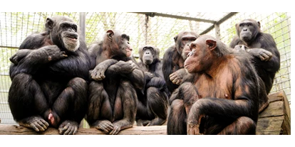 Ausflug mit Kindern - Östringen - Mitglieder der großen Schimpansengruppe im Leintalzoo - Leintalzoo